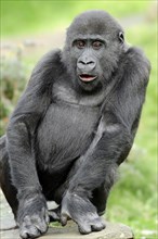 Western lowland gorilla (Gorilla gorilla gorilla), juvenile, captive, occurring in Africa
