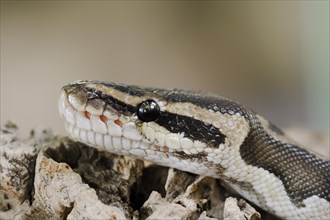 Royal python (Python regius), captive, occurring in Africa