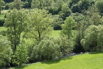 Spring in Buehlertal near Unterscheffach, Buehler, river, May, Schwaebisch Hall, Hohenlohe,