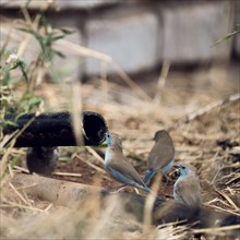 Blue Astrild, Limpopo, South Africa, Africa