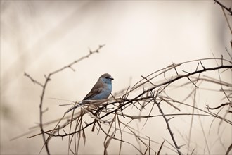 Blue Astrild, Limpopo, South Africa, Africa