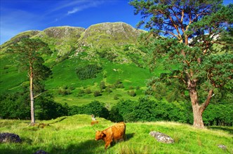 Highland cattle in a romantic, green landscape in Glen Nevis, Ben Nevis, Highlands, Scotland, Great