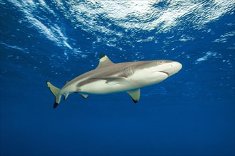Blacktip reef shark (Carcharhinus melanopterus) Blacktip reef shark swimming close to the surface,