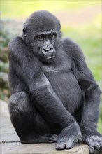 Western lowland gorilla (Gorilla gorilla gorilla), juvenile, captive, occurring in Africa