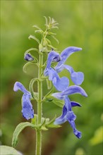 Gentian sage (Salvia patens), flowers, native to Central America