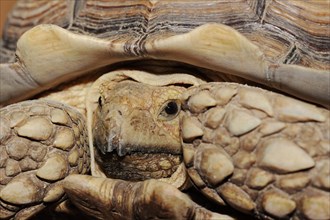 African spurred tortoise (Centrochelys sulcata), male, captive, occurrence in Africa