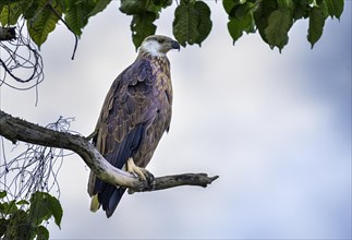 An eagle rests on a branch while the blue sky can be seen behind it, Madagascar, Africa