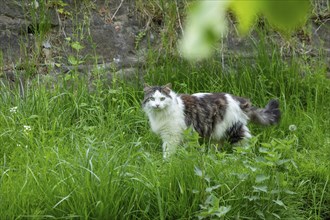 Domestic cat, Boizenburg, Mecklenburg-Western Pomerania, Germany, Europe