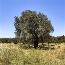 Old free-standing olive tree (Olea europaea) stands on the plain of Messara Messara plain, Crete,