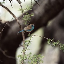 Blue Astrild, Limpopo, South Africa, Africa