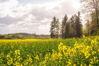 A wide flower meadow with yellow blossoms next to a group of trees under a cloudy sky, rolling