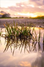 Blades of grass reflected in a puddle of water in the evening light, spring, Calw, Black Forest,
