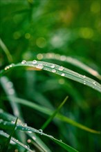 Drops of water on a blade of grass in a blurred background, spring, Calw, Black Forest, Germany,