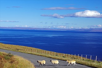 Sheep trotting along a narrow traffic-free road, view over coast and sea, Isle of Skye, Hebrides,