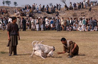 Dog fighting, Punjab province, Pakistan, Asia