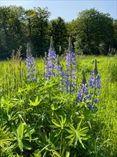 Wild Narrow-leaved lupin (Lupinus angustifolius) growing in the wild in a landscape conservation