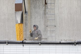 Webster City, Iowa, A truck driver loads corn from grain elevators