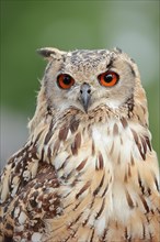 Bengal Eagle Owl (Bubo bengalensis, Bubo bubo bengalensis), captive, occurrence in Asia