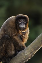 Brown woolly monkey (Lagothrix lagotricha), captive, occurring in South America