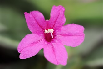 Ruellia (Ruellia portellae, Dipteracanthus portellae), flower, native to Brazil