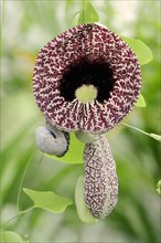 Ghost plant or pipe flower (Aristolochia elegans, Aristolochia littoralis), flower, native to South