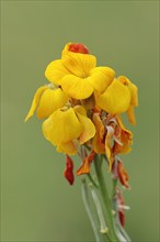 Golden varnish (Erysimum cheiri, Cheiranthus cheiri), flowers, ornamental plant, North