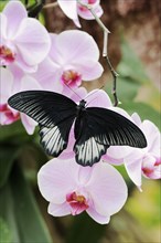 Scarlet Swallowtail (Papilio rumanzovia), male on flowers of a butterfly orchid (Phalaenopsis spec