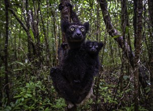 A lemur holds on to a branch with a young animal in a dense forest, Madagascar, Africa