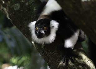 A lemur with an attentive expression holds on to a tree branch, Madagascar, Africa