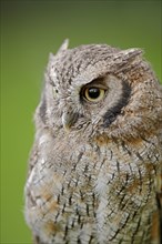 Tropical screech owl or Choliba screech owl (Megascops choliba, Otus choliba), portrait, captive,