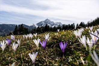 Purple crocuses in a meadow with a snow-covered mountain in the background