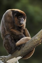 Brown woolly monkey (Lagothrix lagotricha), captive, occurring in South America