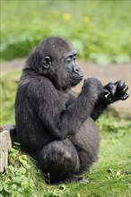 Western lowland gorilla (Gorilla gorilla gorilla), juvenile, captive, occurring in Africa