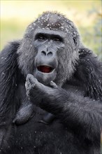 Western lowland gorilla (Gorilla gorilla gorilla), female, captive, occurring in Africa