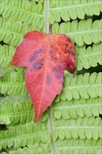 Red maple (Acer rubrum), leaf on fern leaf in autumn, North Rhine-Westphalia, Germany, Europe