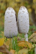 Shaggy ink cap (Coprinus comatus), North Rhine-Westphalia, Germany, Europe