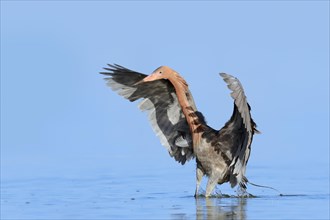 Blue-footed Heron or Reddish Egret (Dichromanassa rufescens, Egretta rufescens) hunting, Florida,