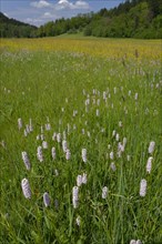 Flower meadow in the Rottal valley near Wielandsweiler, spring, May, Swabian-Franconian Forest
