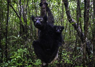 Two lemurs, one adult and one juvenile, hanging from a tree in the dense forest, Madagascar, Africa