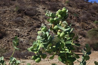 Southern Ethiopia, Omo region, landscape in a valley, Satan's apple, Ethiopia, Africa