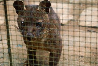 Fossa in captivity, cryptoprocta ferox, Madagascar, Africa