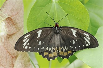 Bird moth (Ornithoptera priamus), female, captive, occurrence in Australia