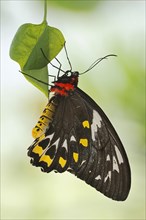 Bird moth (Ornithoptera priamus), female, captive, occurrence in Australia