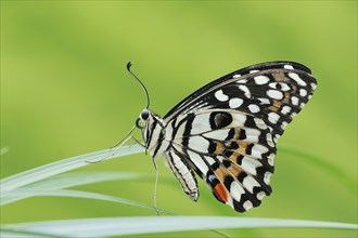 Citrus Swallowtail or Chequered Swallowtail (Papilio demoleus), captive, occurrence in Southeast