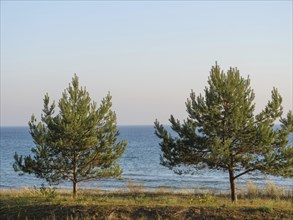 Two pine trees on the shore with a view of the wide sea under a light blue sky, autumn atmosphere