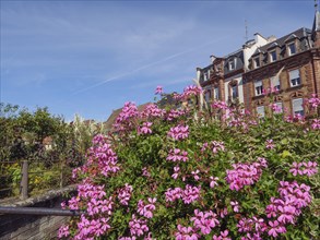 Blooming pink flowers in front of half-timbered houses and a clear blue sky, historic house fronts