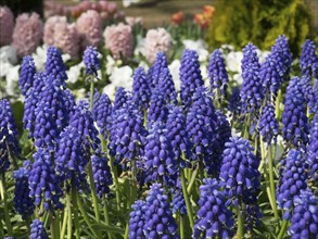 A flower bed with bright purple grape hyacinths and other colourful flower-bed in the background,