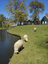 Sheep grazing on a green meadow next to a river in a tranquil village, Enkhuizen, Nirderlande