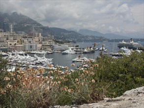 Panoramic view of harbour town with yachts and mountains, wildflowers in the foreground, Monte