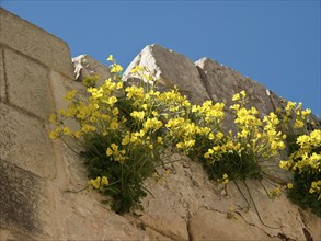 Yellow flowers growing out of an old stone wall under a clear blue sky, the town of mdina on the